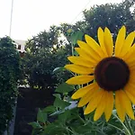 Asimina