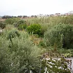 Olivias House