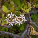 Cretan Magnolia Gem - Smari Cozy Getaway