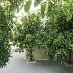 Apironero Plouti House