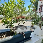 Mylos Ηome