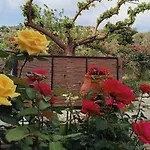 Rose Hedge