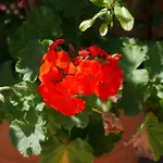 250 Metres From The Sea An Independent Tiny House With A Yard Full Of Flowers! Spitaki The Little House!