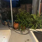 Paradise Home 2