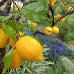 Olive Lemon Biophilic House & Lush Forest Garden
